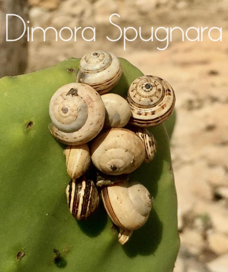 Dimora Spugnara