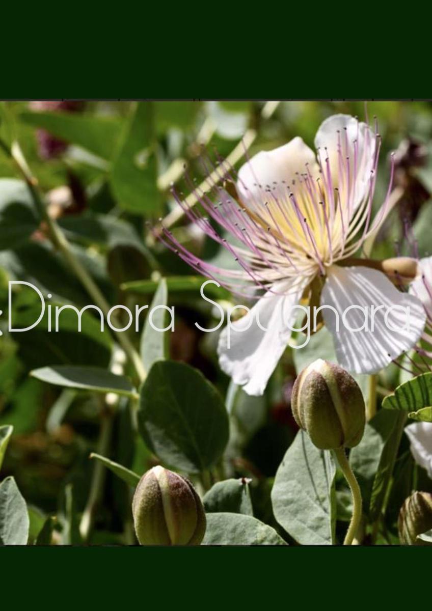 Dimora Spugnara