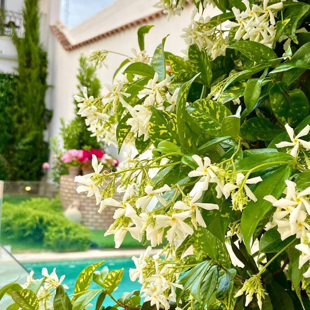 El Patio de los Jazmines Boutique-House