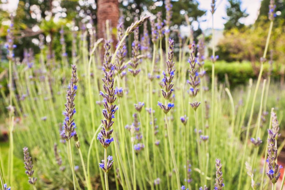 Excelsior Palace Hotel