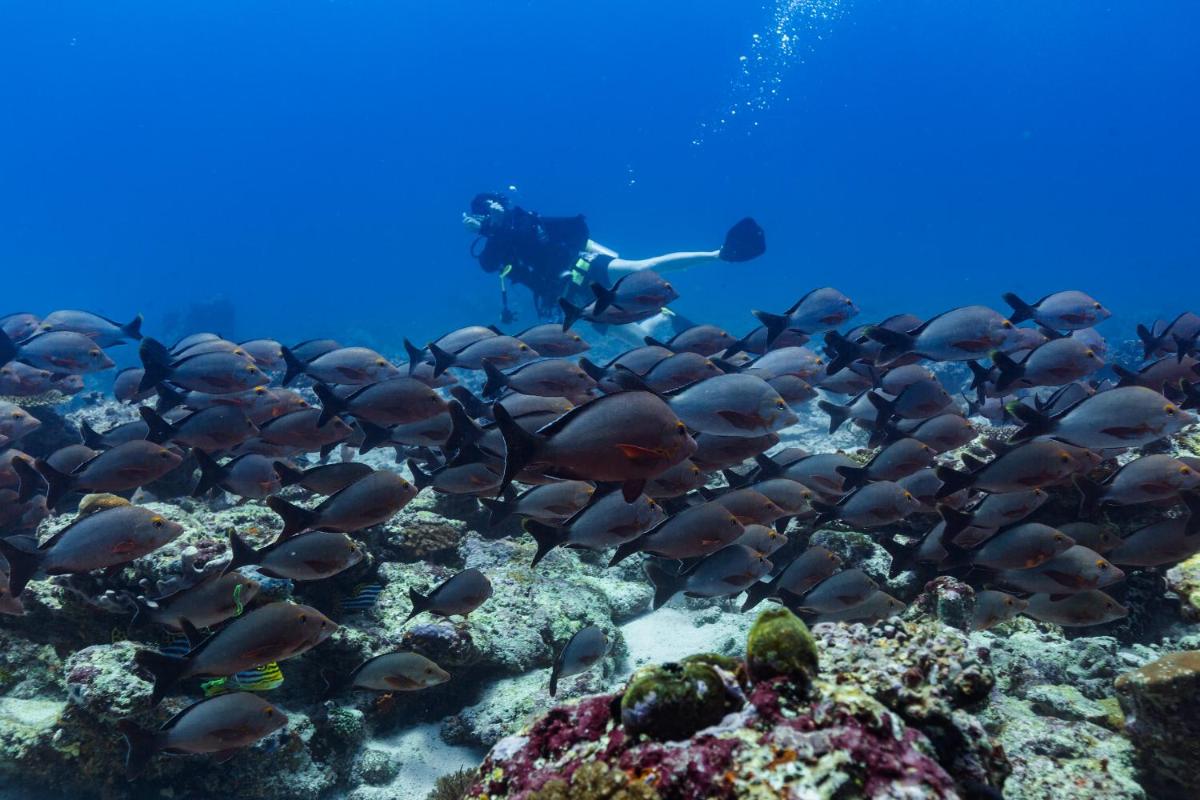 Sirru Fen Fushi Private Lagoon Resort Maldives