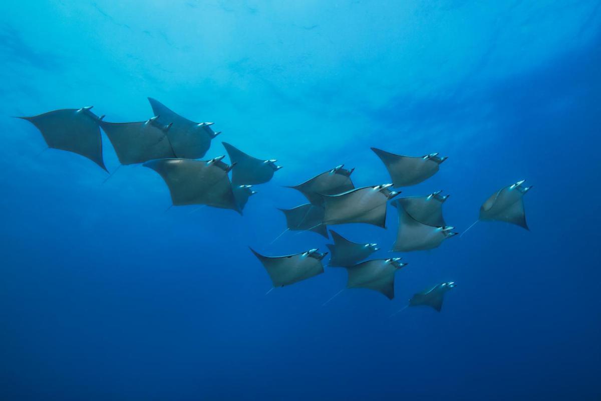 Sirru Fen Fushi Private Lagoon Resort Maldives