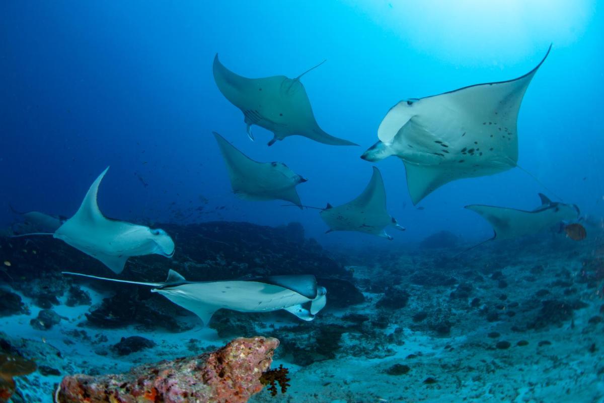 Sirru Fen Fushi Private Lagoon Resort Maldives