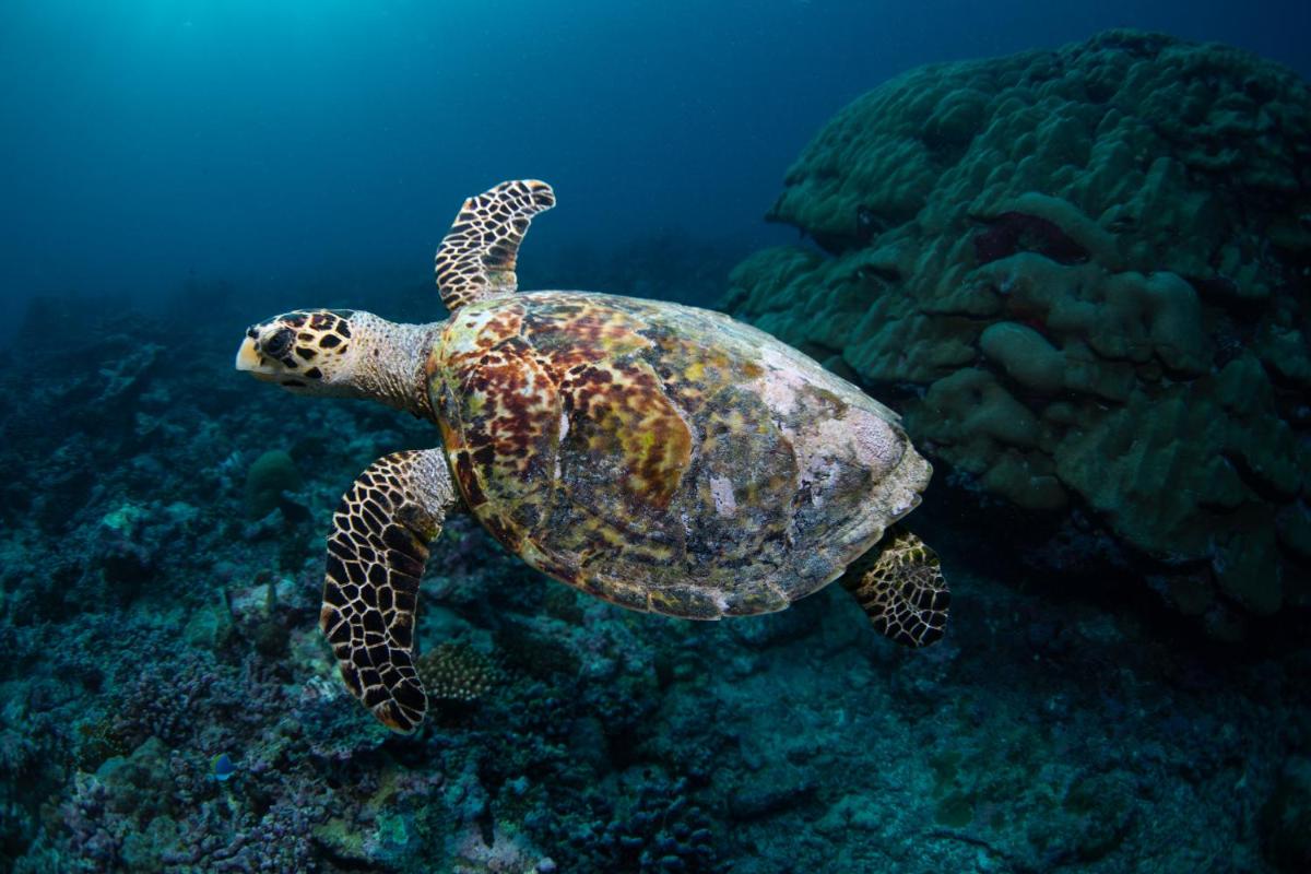 Sirru Fen Fushi Private Lagoon Resort Maldives