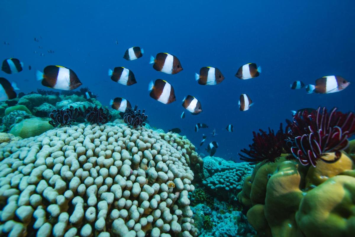 Sirru Fen Fushi Private Lagoon Resort Maldives