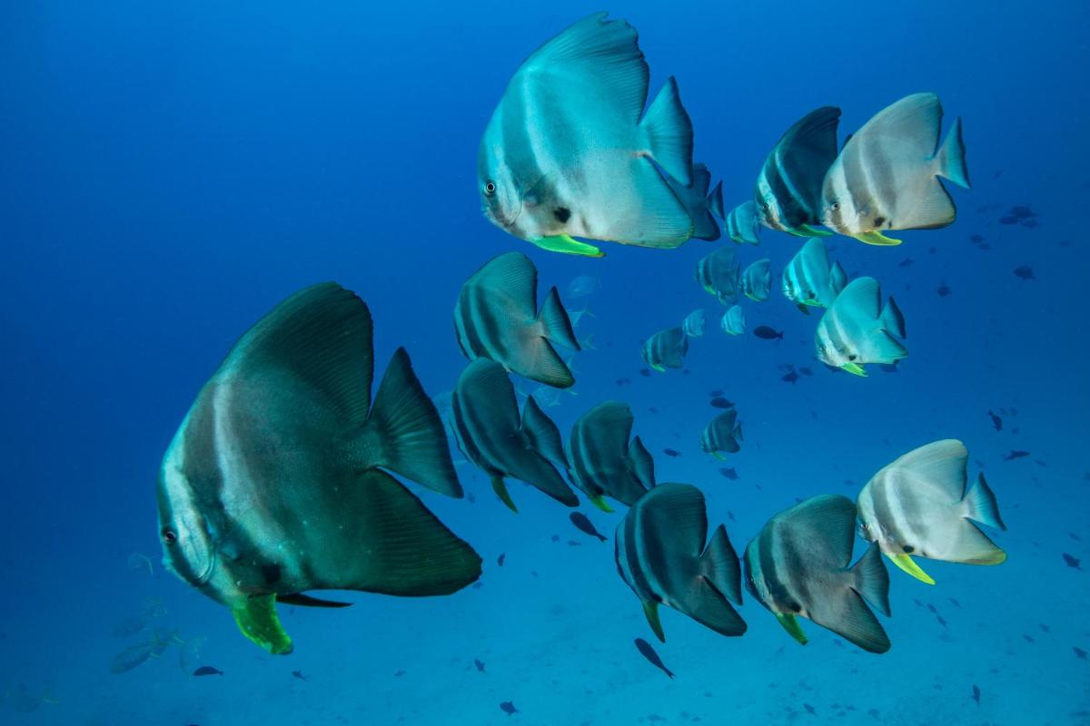 Sirru Fen Fushi Private Lagoon Resort Maldives