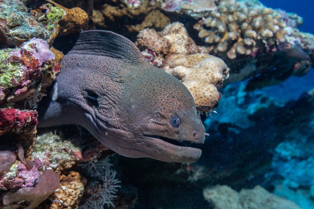Sirru Fen Fushi Private Lagoon Resort Maldives