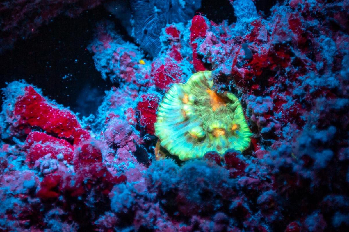 Sirru Fen Fushi Private Lagoon Resort Maldives