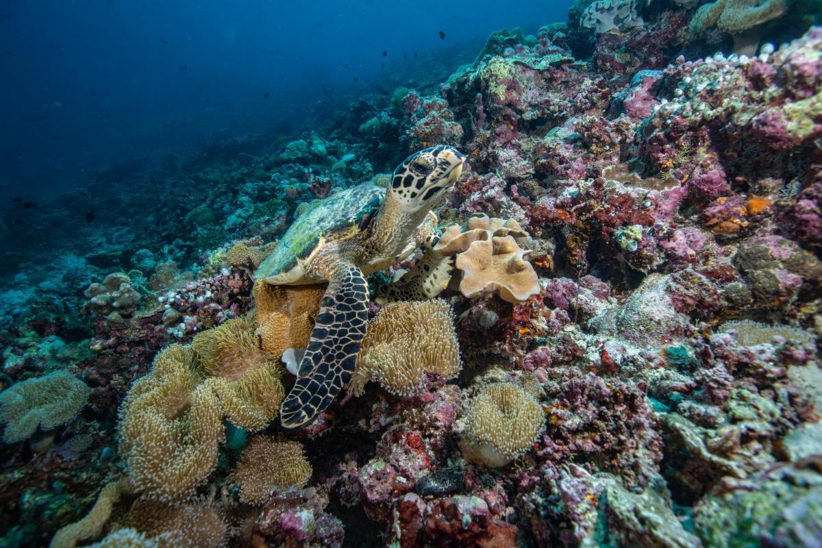 Sirru Fen Fushi Private Lagoon Resort Maldives
