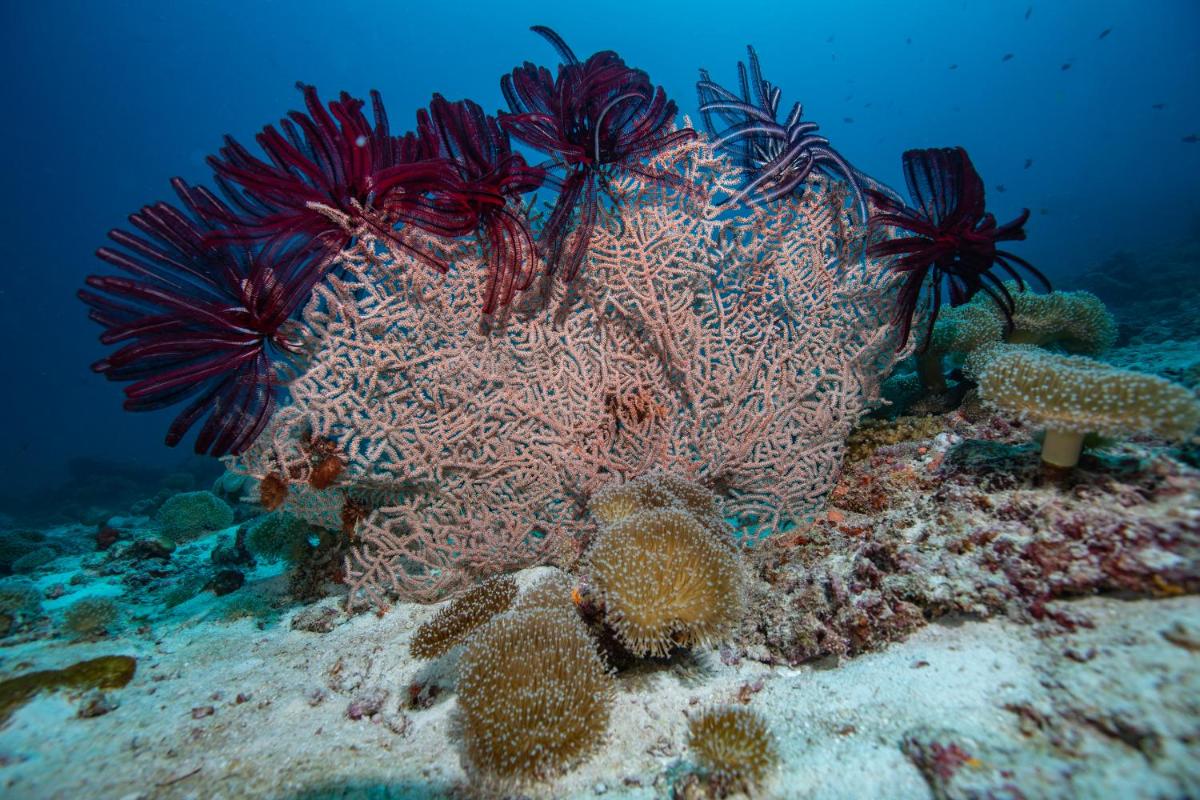 Sirru Fen Fushi Private Lagoon Resort Maldives