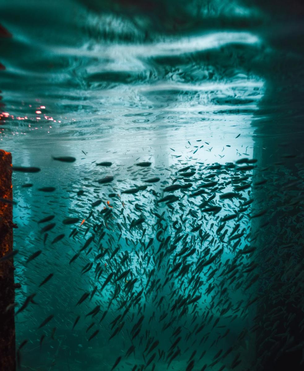 Sirru Fen Fushi Private Lagoon Resort Maldives