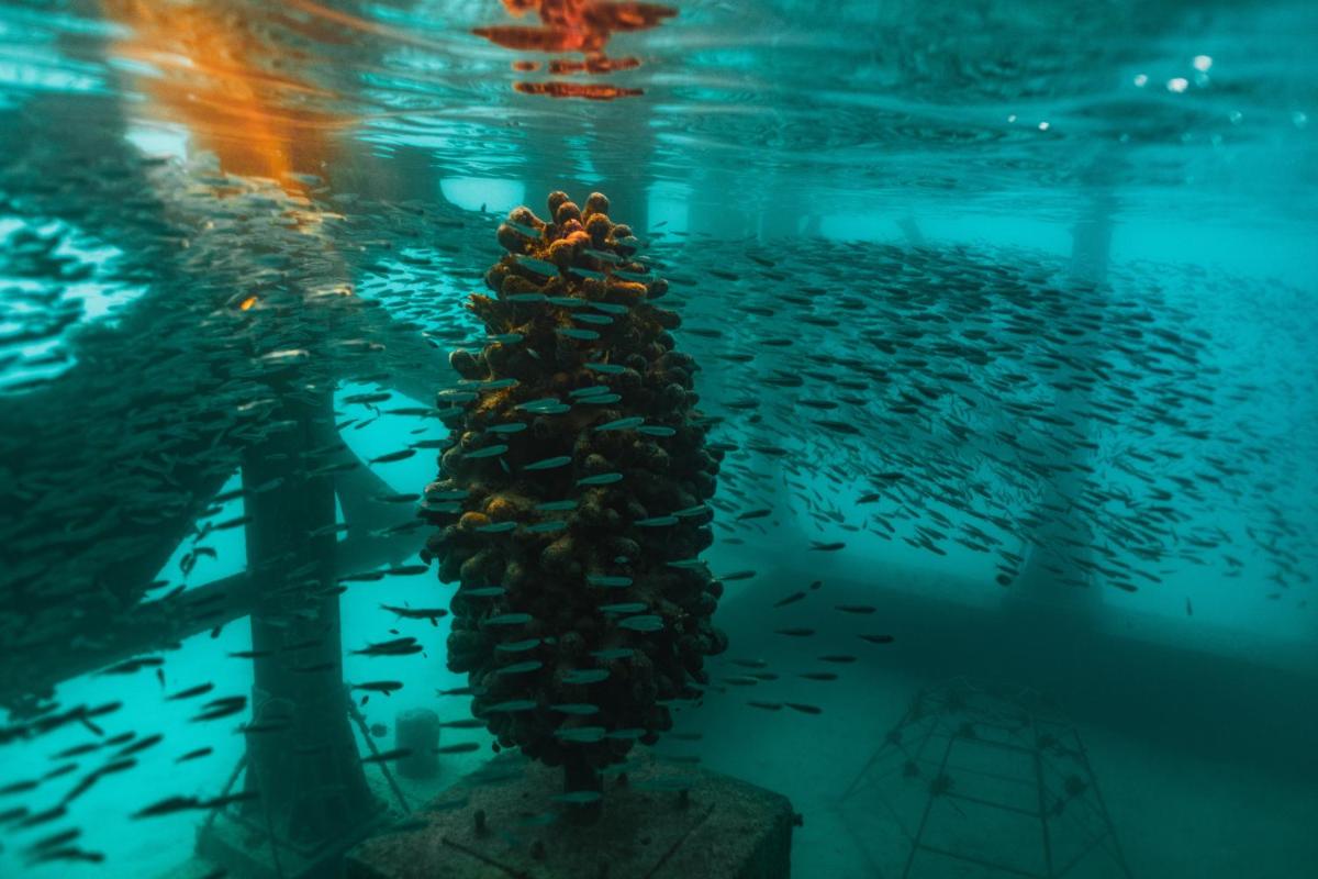 Sirru Fen Fushi Private Lagoon Resort Maldives