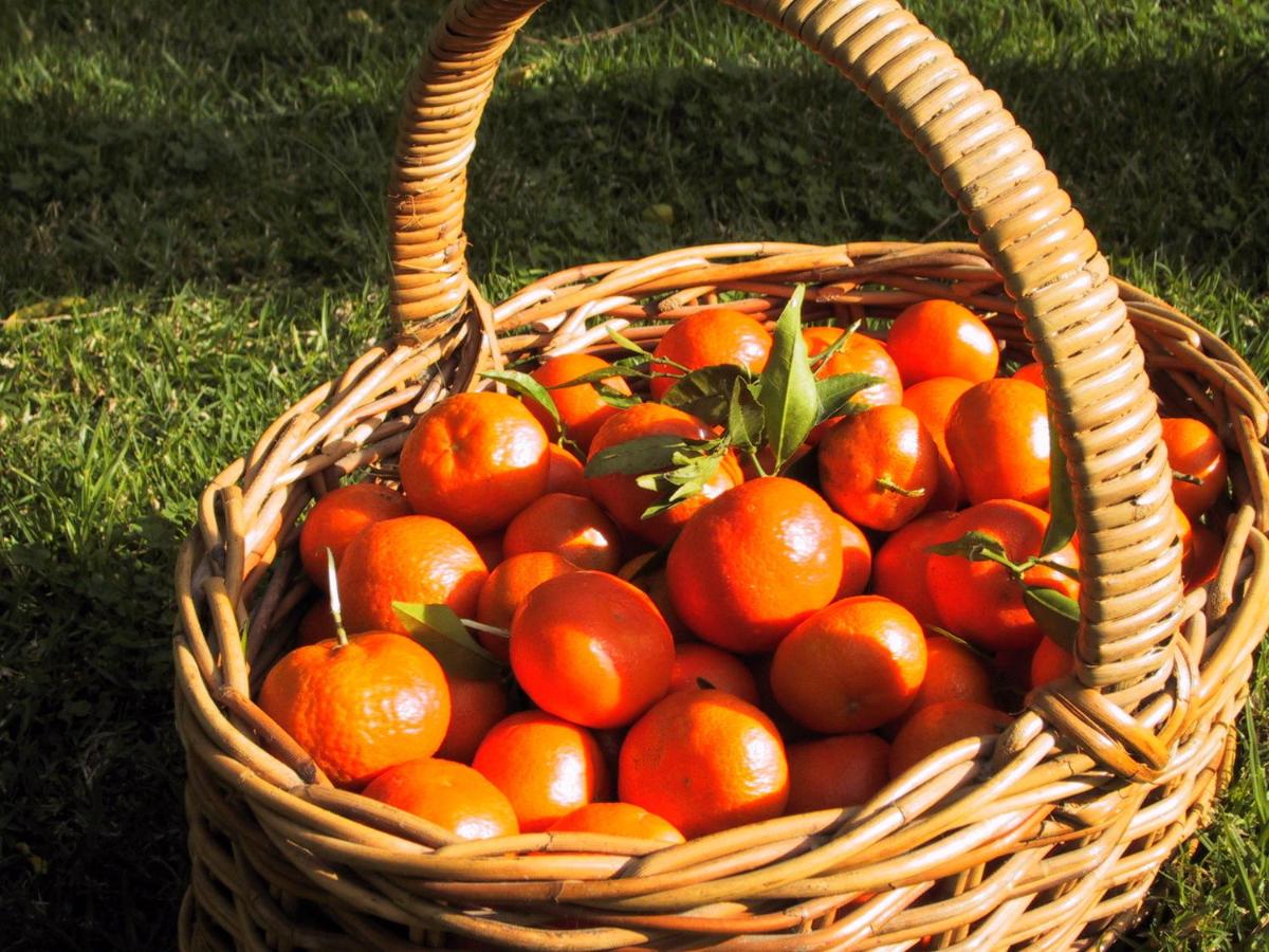 Finca Cas Sant