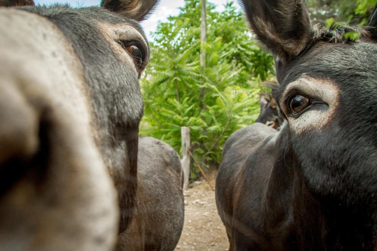 Finca Son Brondo Apartments