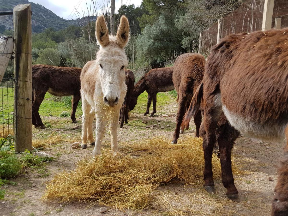 Finca Son Brondo Apartments