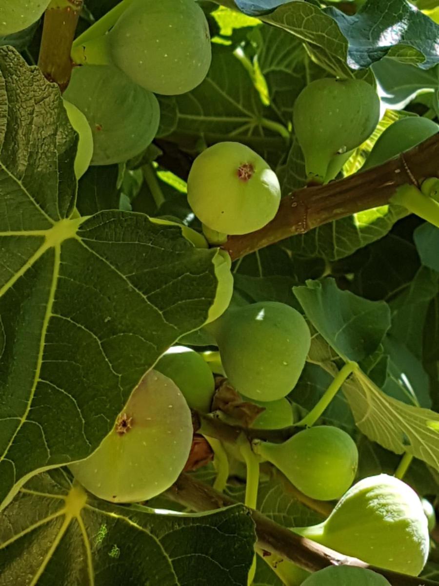 Finca Son Brondo Apartments