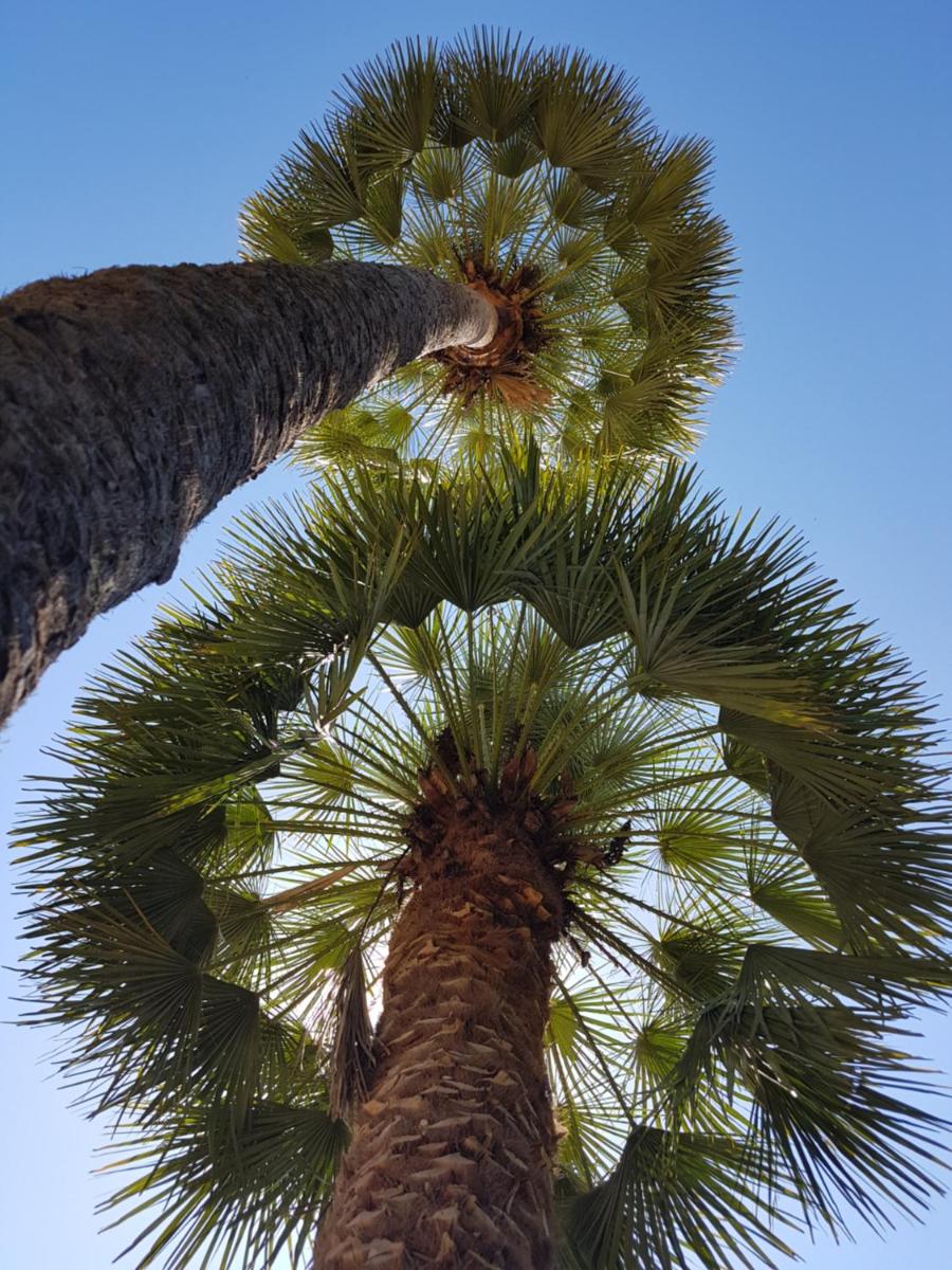 Finca Son Brondo Apartments