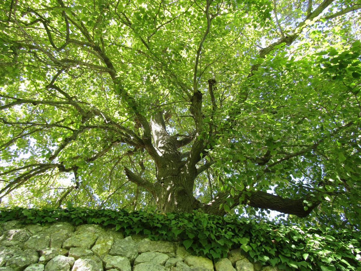 Finca Son Brondo Apartments