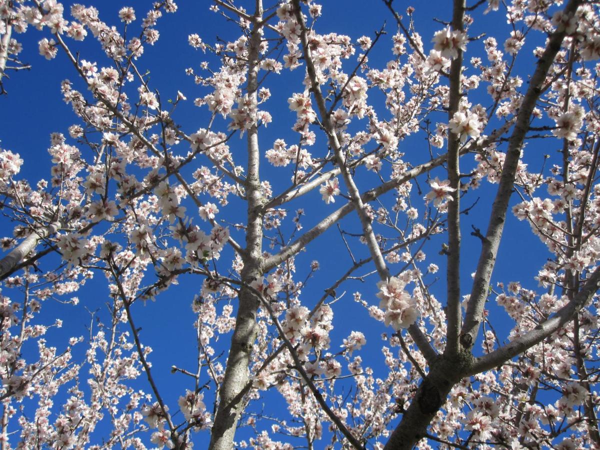 Finca Son Brondo Apartments