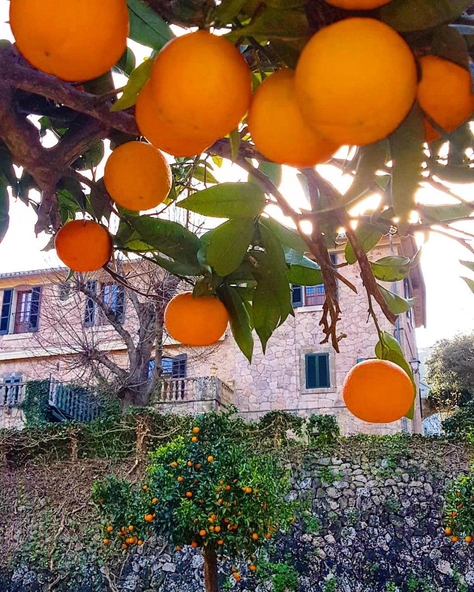 Finca Son Brondo Apartments