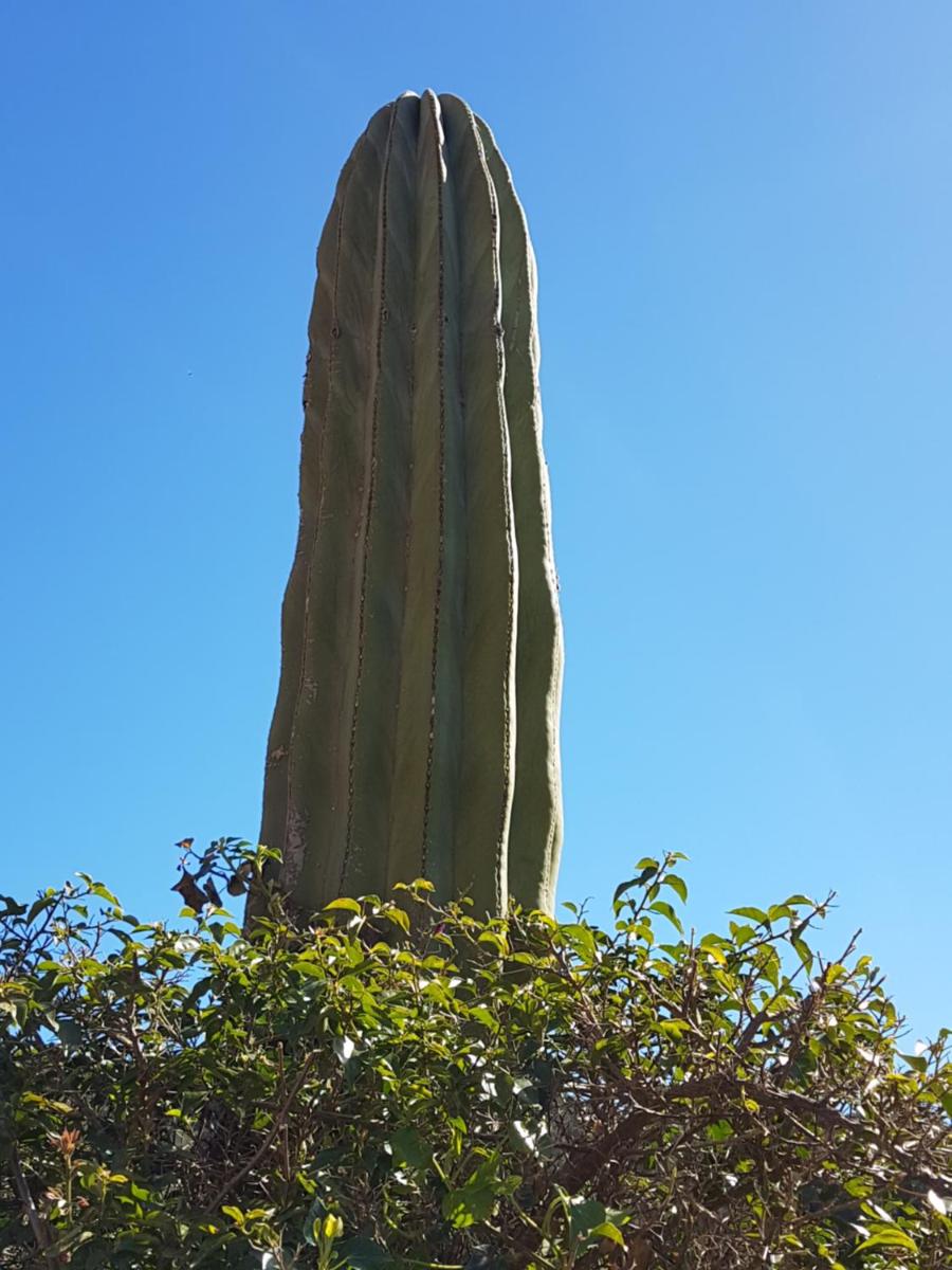 Finca Son Brondo Apartments