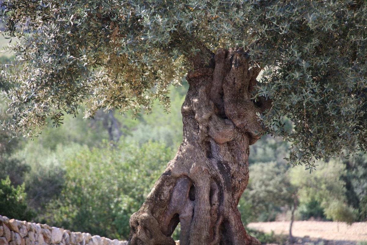 Fincahotel Treurer - Olive Grove & Grand House - Adults Only