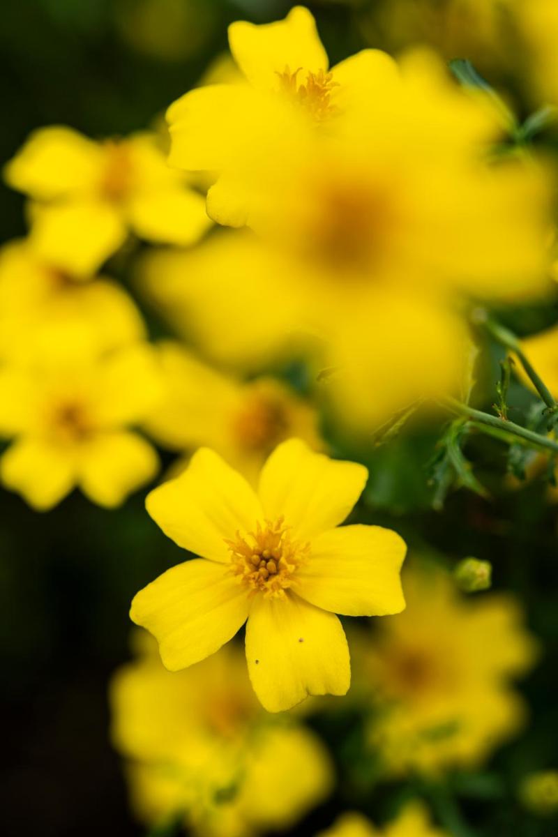 Flocons de Sel - Relais & Chateaux