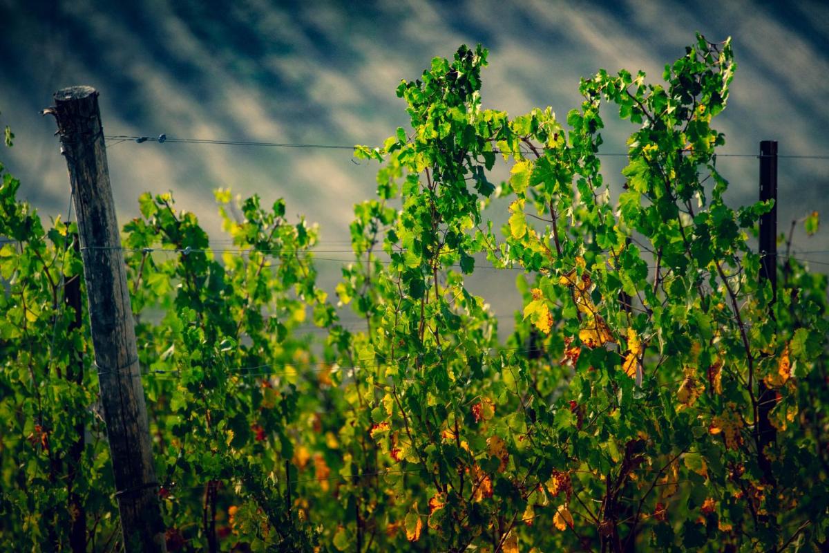 Filodivino Wine Resort & SPA