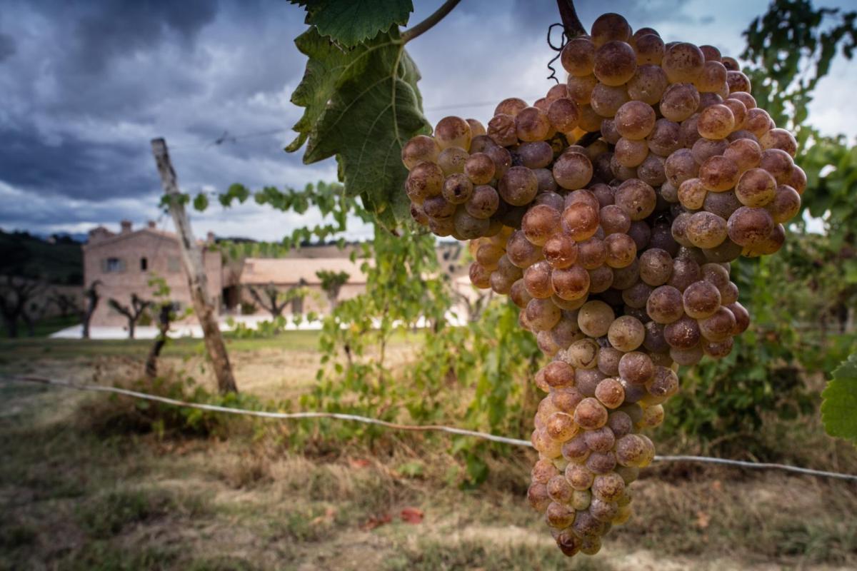 Filodivino Wine Resort & SPA