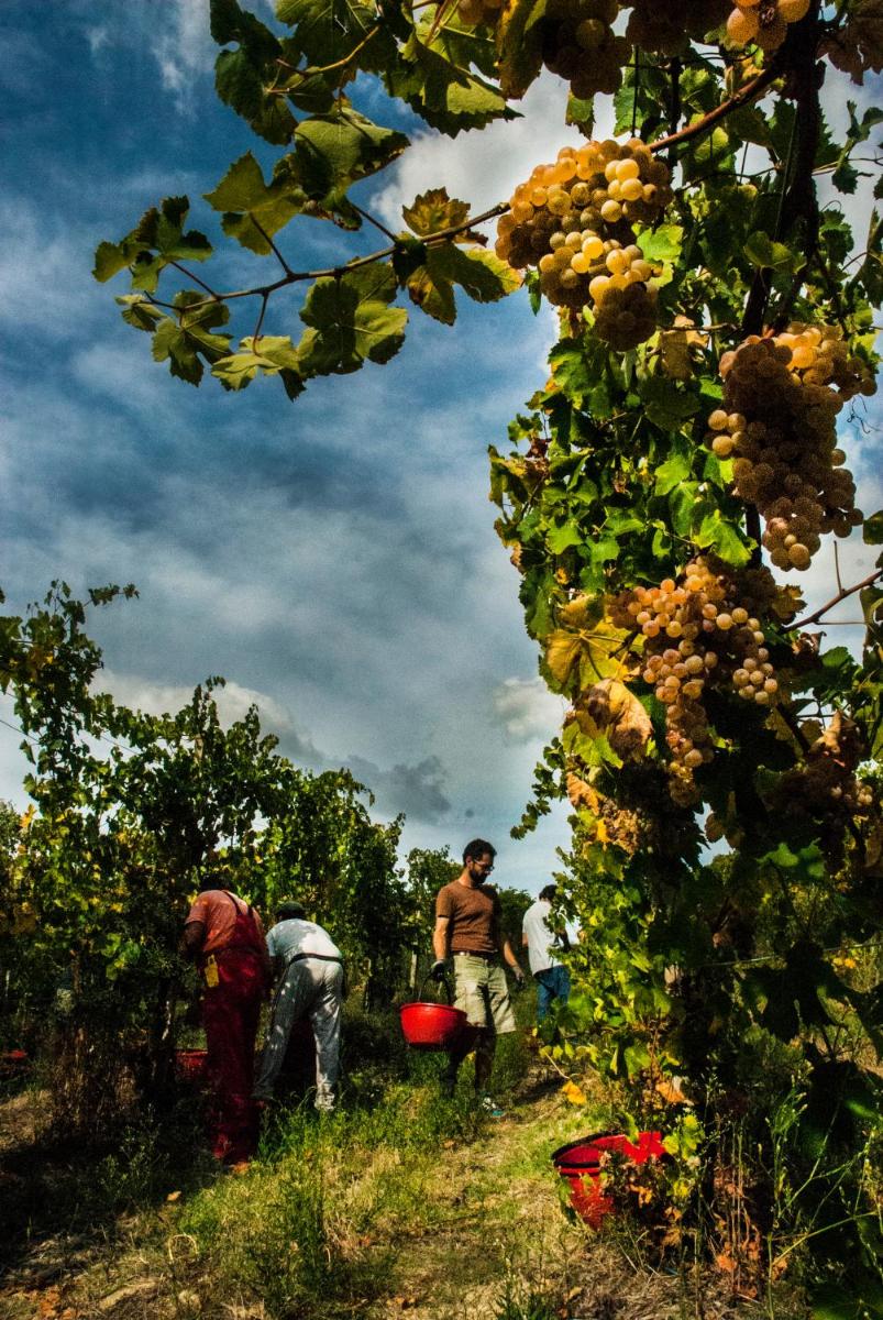 Filodivino Wine Resort & SPA