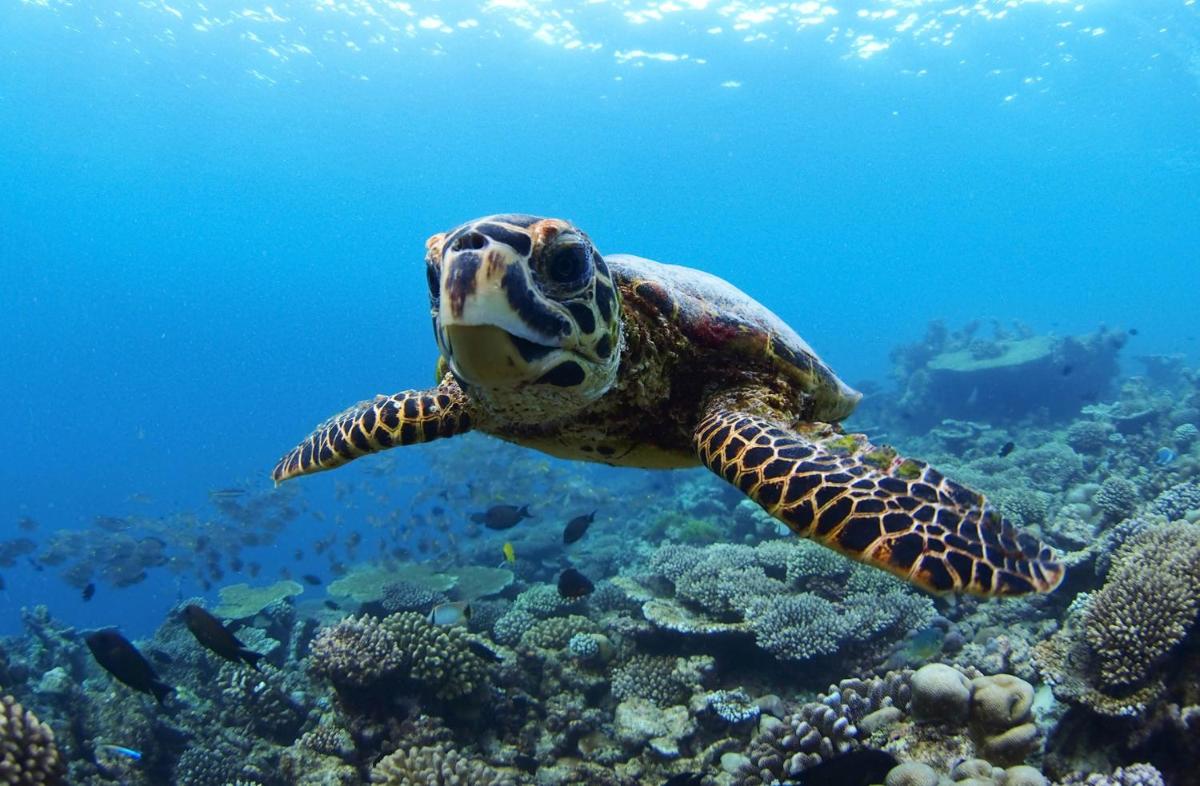 Four Seasons Resort Maldives at Landaa Giraavaru