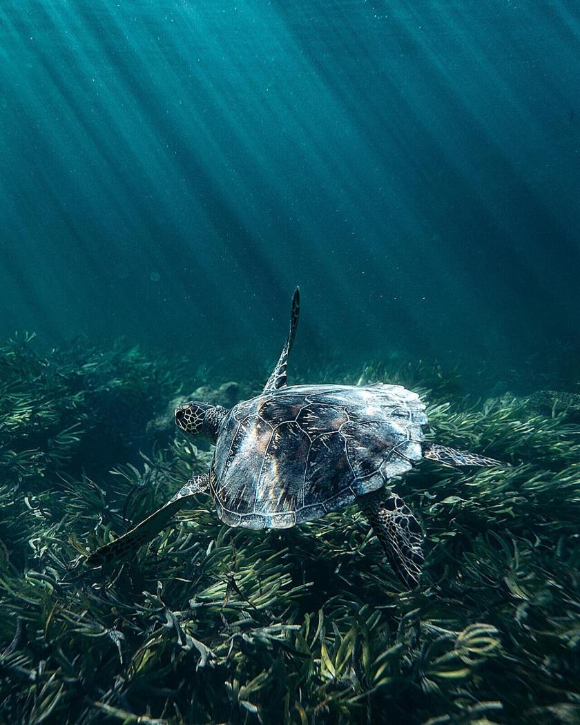 Four Seasons Resort Seychelles at Desroches Island