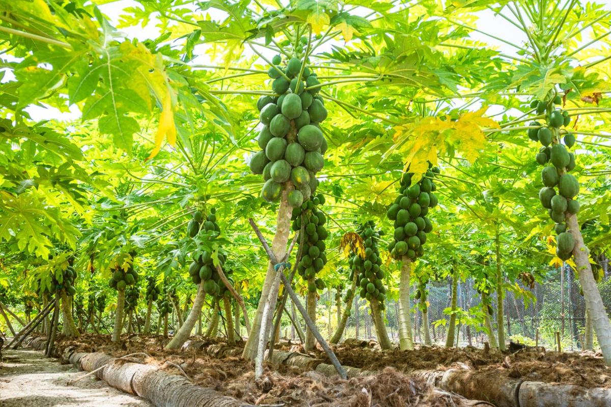 Four Seasons Resort Seychelles at Desroches Island