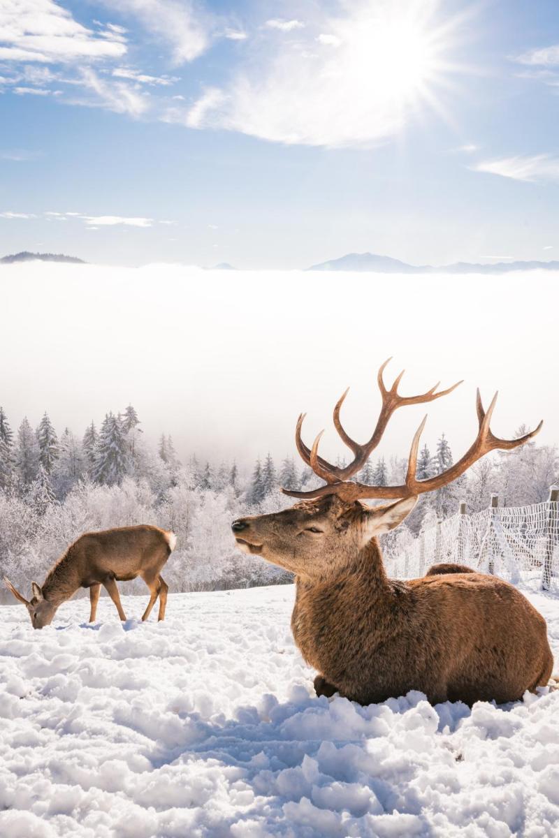 Gipfelhaus Magdalensberg