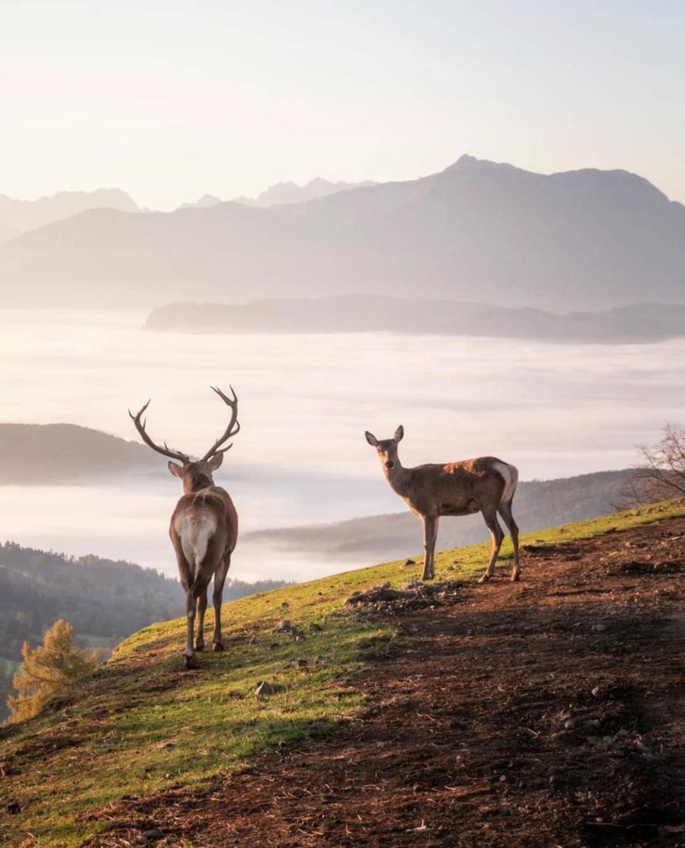 Gipfelhaus Magdalensberg