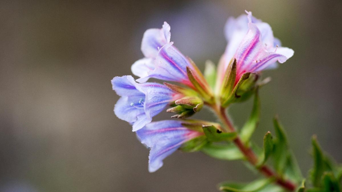 Gondwana Game Reserve