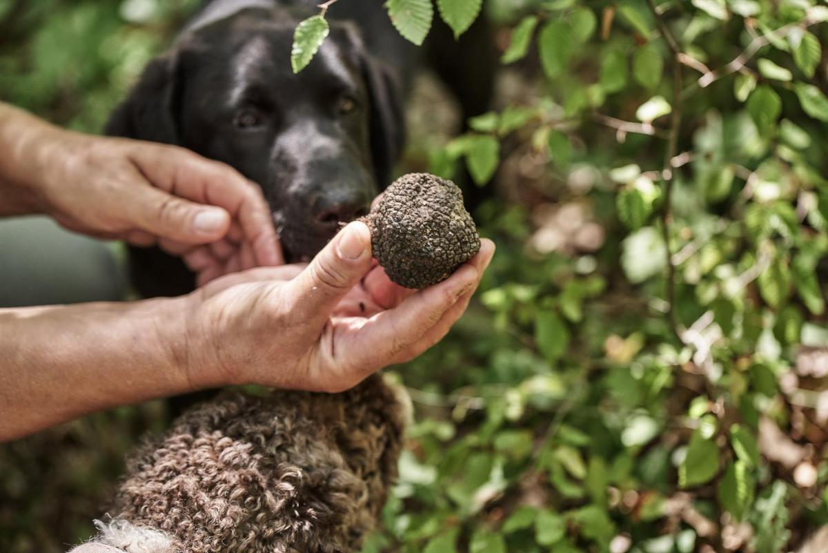 Grand Forest Metsovo - Leading Hotels of the World