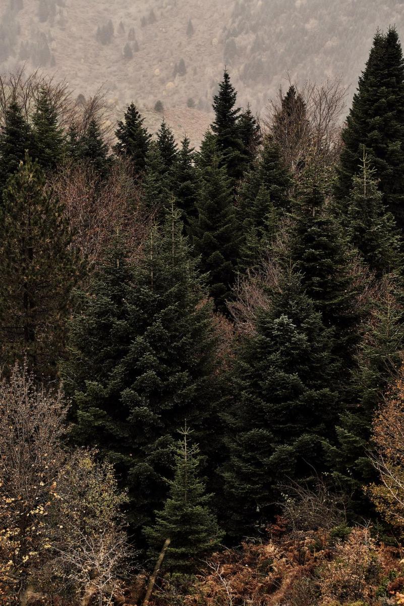 Grand Forest Metsovo - Leading Hotels of the World