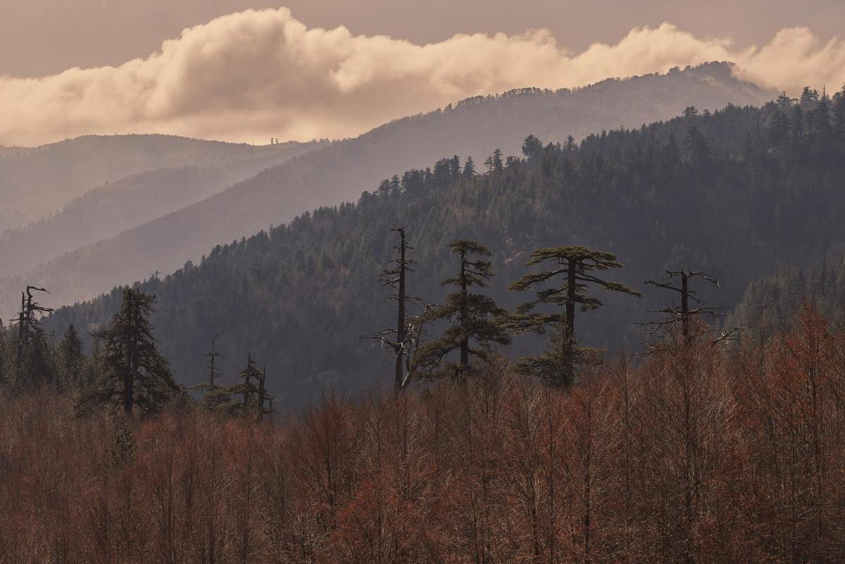 Grand Forest Metsovo - Leading Hotels of the World