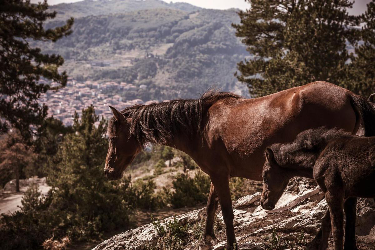Grand Forest Metsovo - Leading Hotels of the World