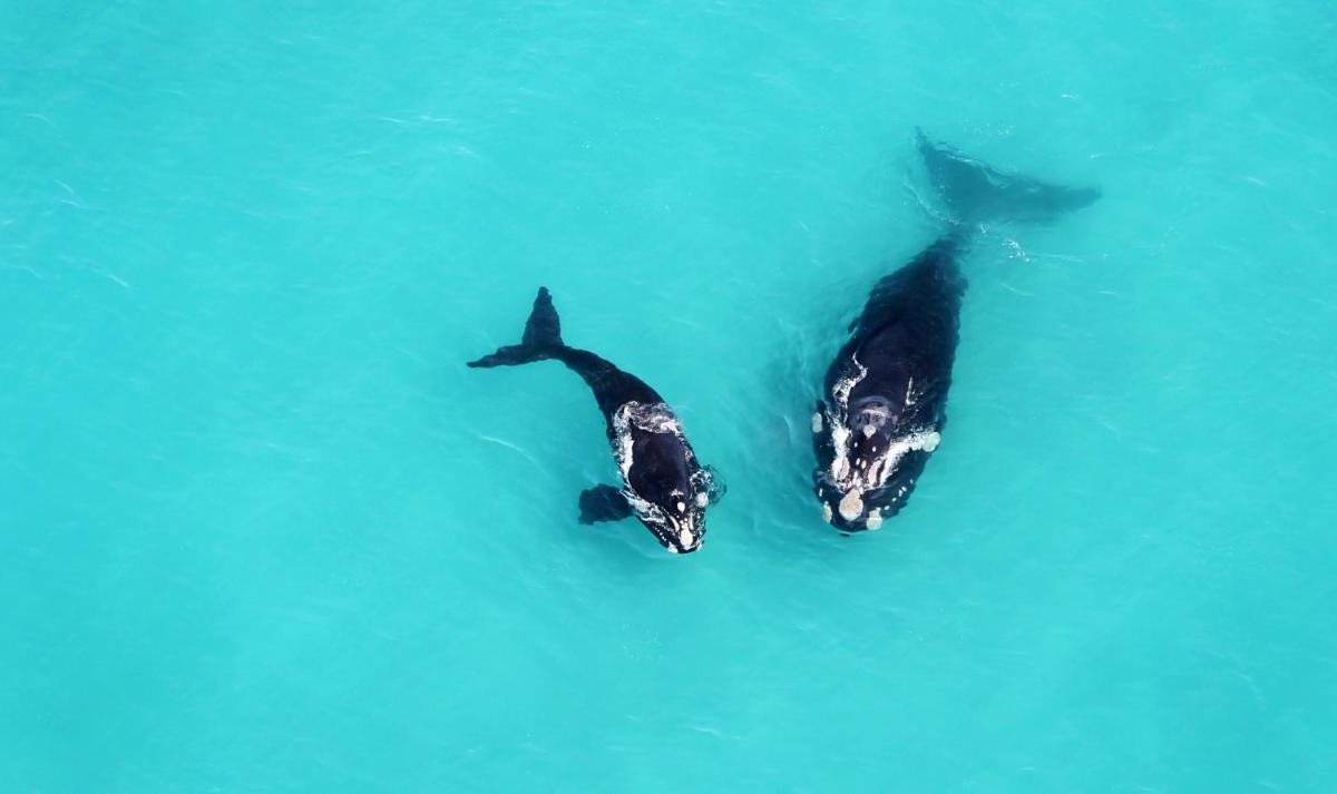 Grootbos Private Nature Reserve