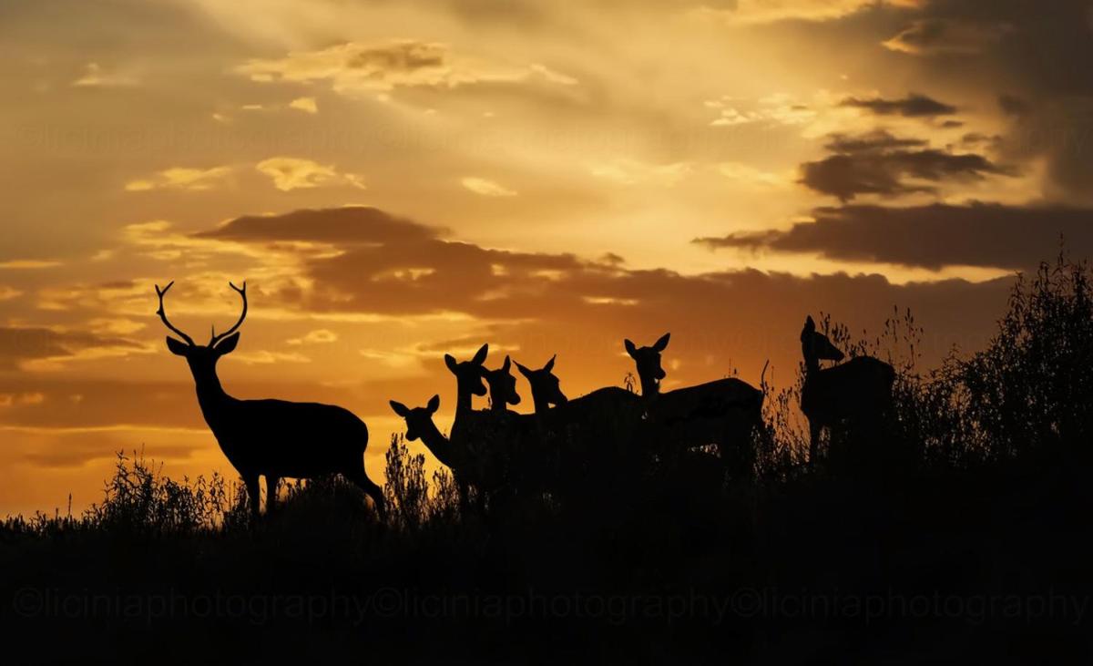 Herdade do Sobroso Wine Luxury Hotel & Villas