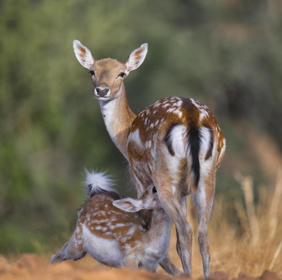 Herdade do Sobroso Wine Luxury Hotel & Villas