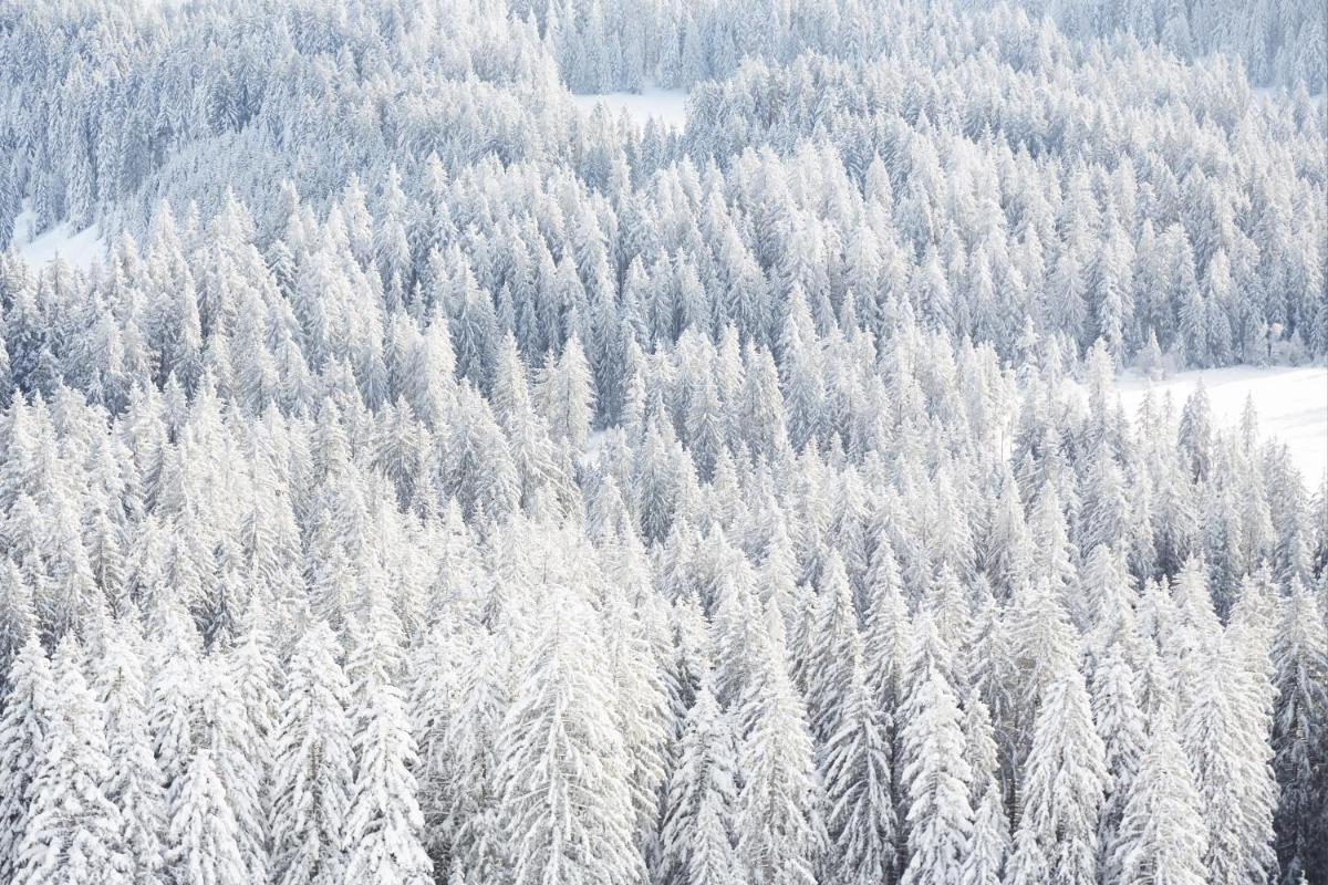 Hirschen - Fine Hotel, Restaurant & Spa