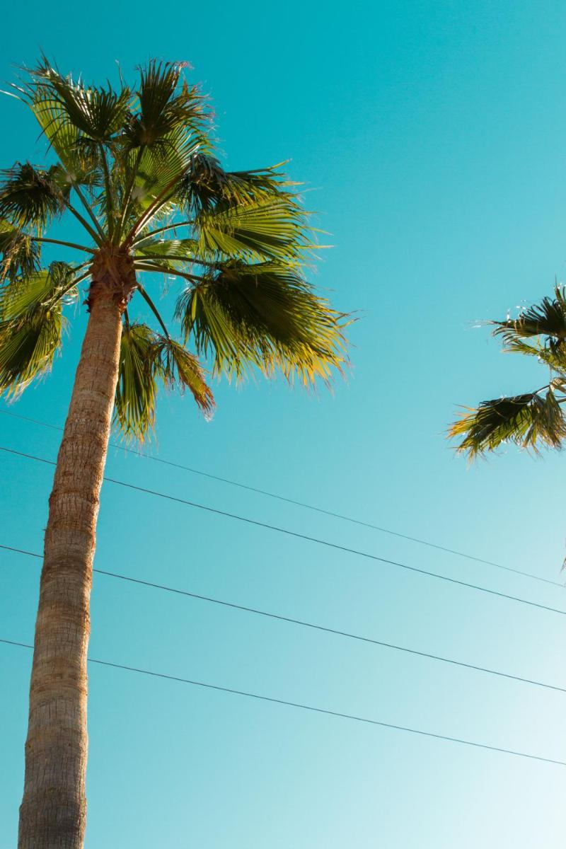 Home Hotel The Pink Pepper Tree