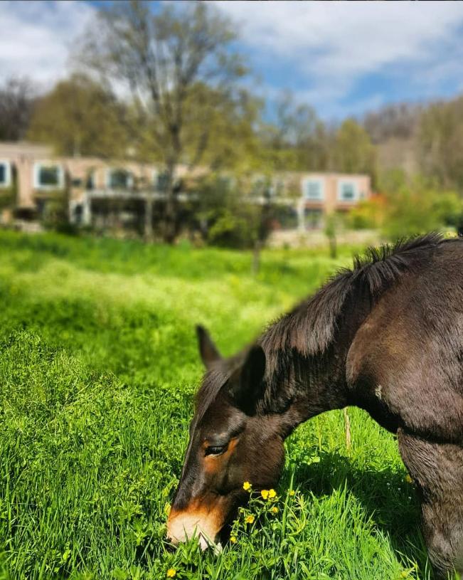 Artemisia Boutique Hotel