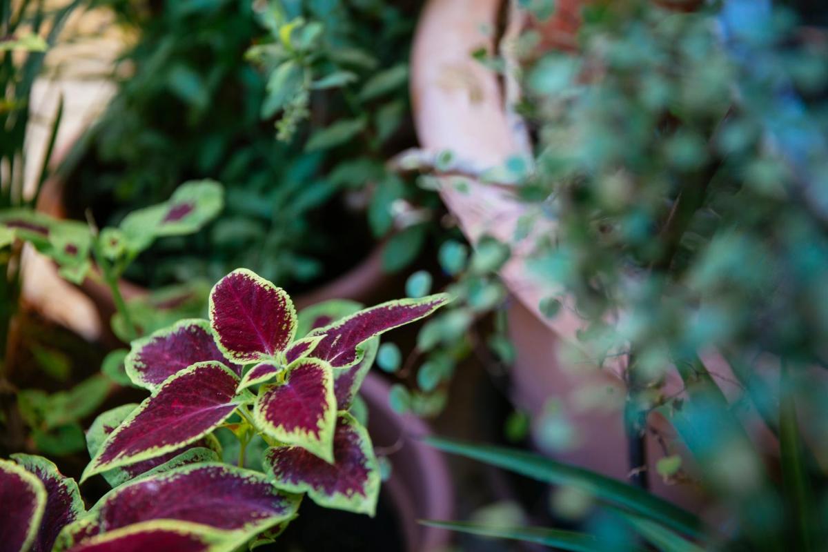Hotel Baglio Catalano