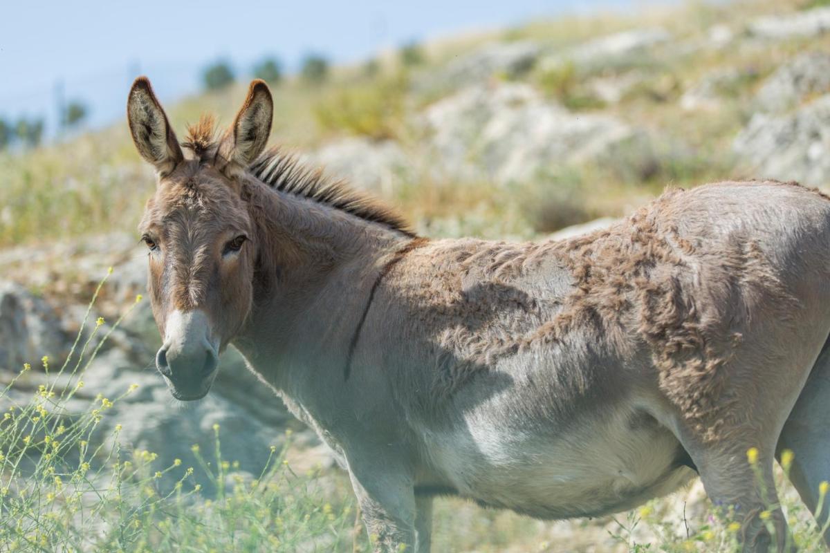 DWO Convento la Magdalena