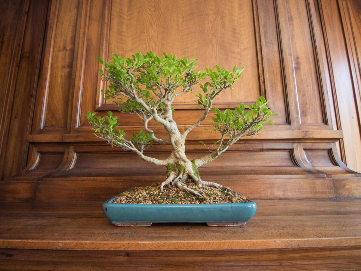 Hotel des Quinconces Bordeaux Centre