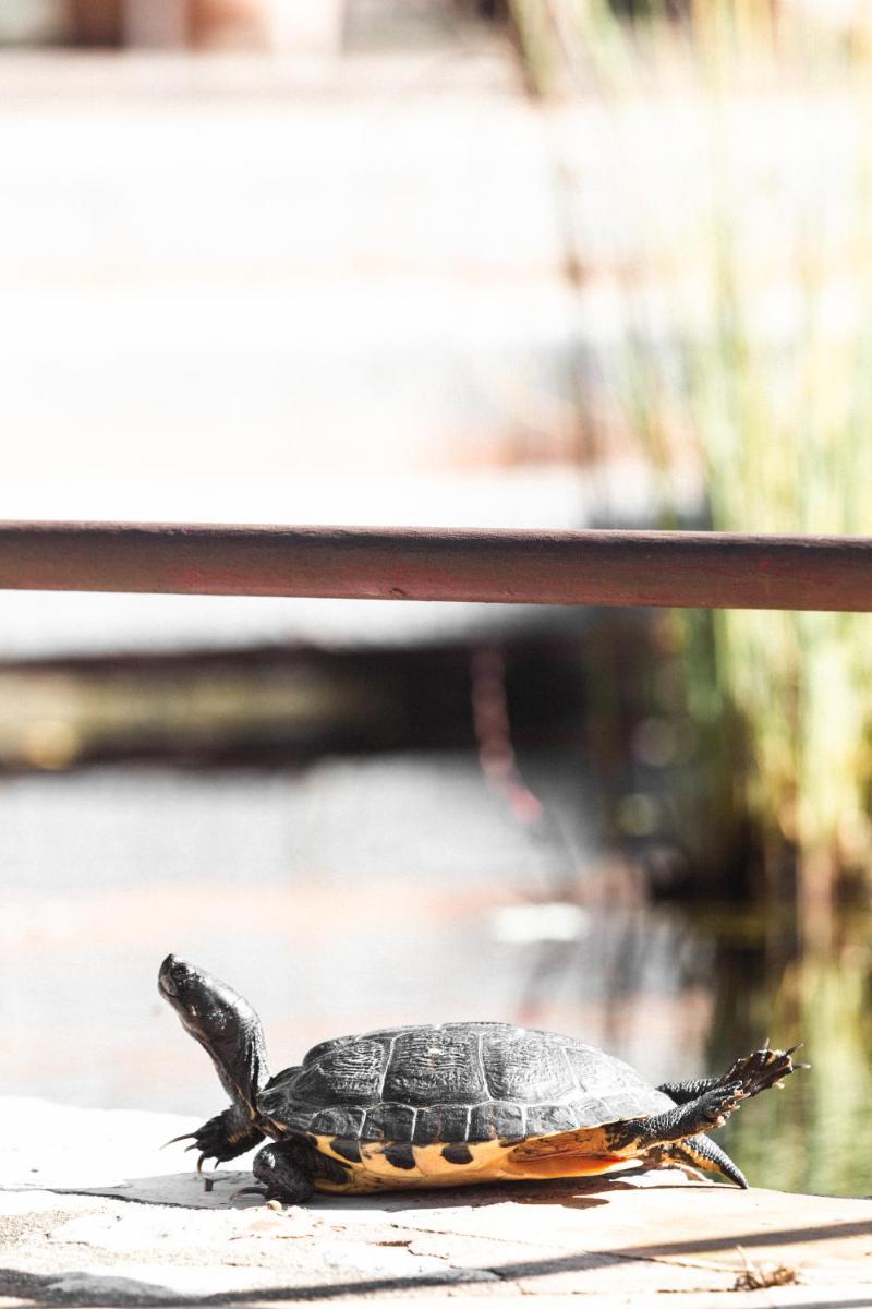 Hotel Finca Ca N'ai - Adults Only